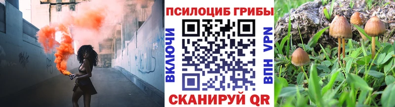 Купить где  Коммунар  Галлюциногенные грибы Psilocybe 